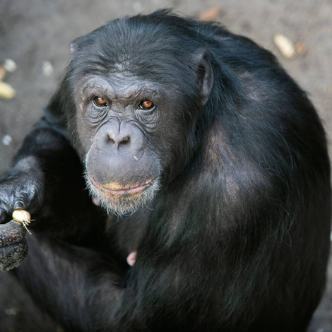 €1700 raised for Stichting AAP thanks to BOSKA and its customers