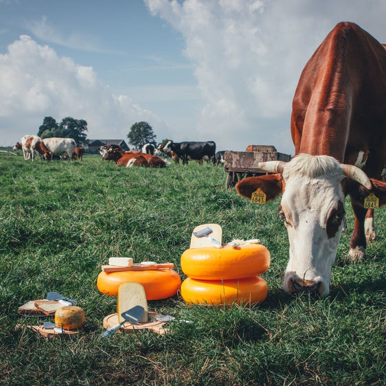 Couteau à Fromage Pâte Mi-Molle Mini Delft Bleu