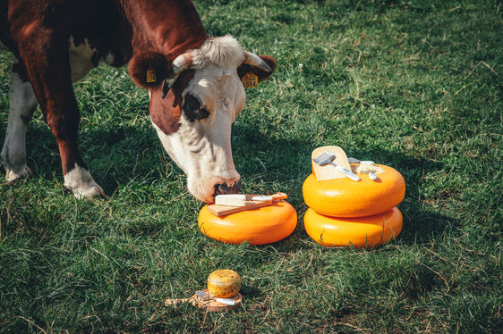 Kaasrasp Delfts Blauw