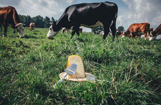 Kaasrasp Delfts Blauw