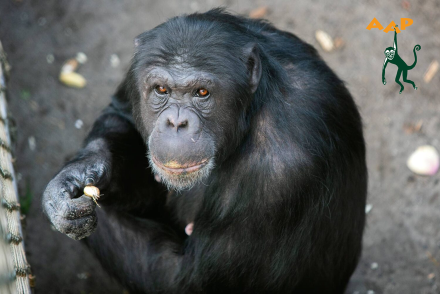€1700 für Stichting AAP gesammelt dank BOSKA und seinen Kunden