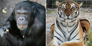 Soutenez Stichting AAP gratuitement avec votre achat